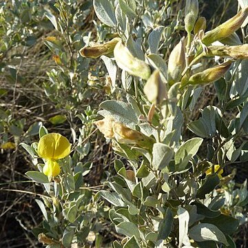 Rhynchosia nitens unspecified picture