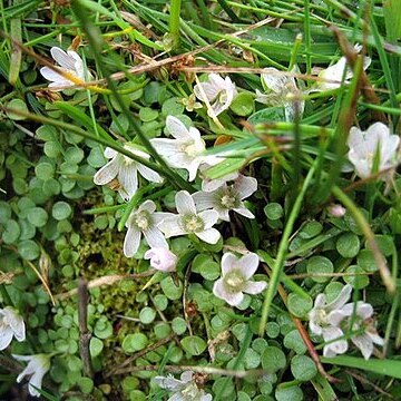 Primula tenella unspecified picture