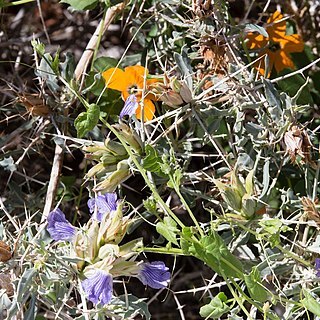 Momordica humilis unspecified picture