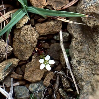 Arenaria norvegica unspecified picture