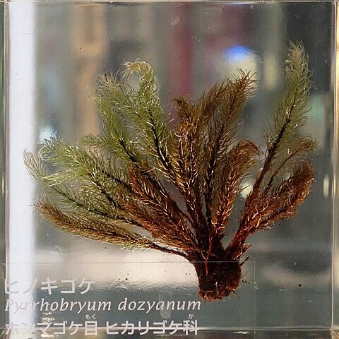 Pyrrhobryum dozyanum unspecified picture