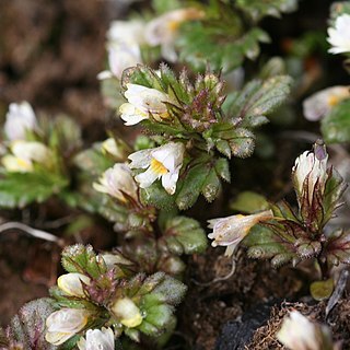 Euphrasia frigida unspecified picture