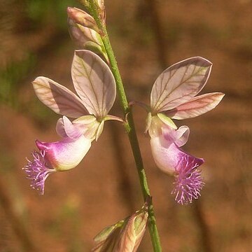 Polygala hottentotta unspecified picture