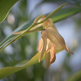 Coelogyne cuprea unspecified picture