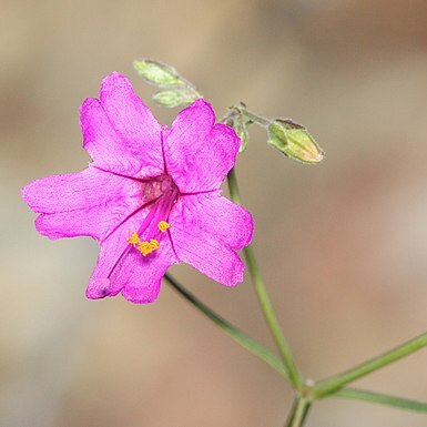 Mirabilis coccinea unspecified picture