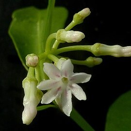 Rauvolfia moricandii unspecified picture