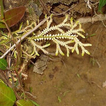 Selaginella heterostachys unspecified picture