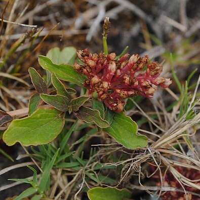 Amaranthus rosengurttii unspecified picture