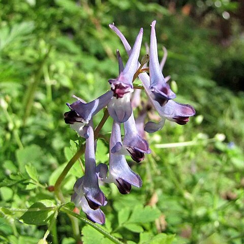 Corydalis sheareri unspecified picture