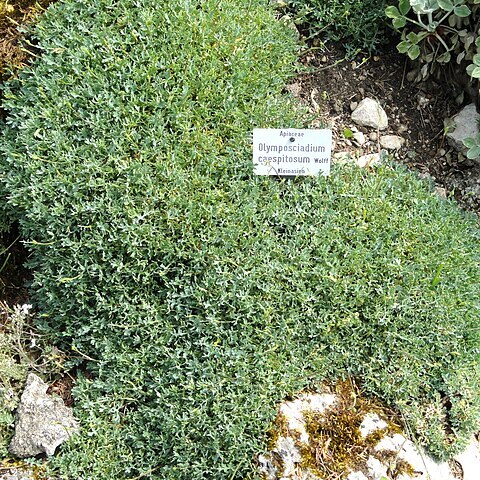 Aegokeras caespitosa unspecified picture