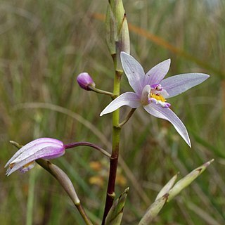 Bletilla formosana unspecified picture