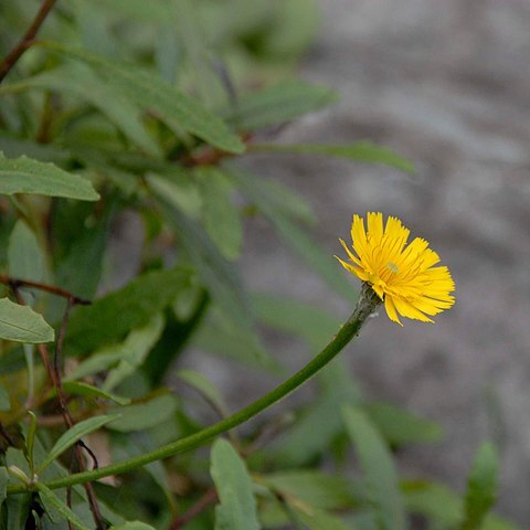 Tolpis macrorhiza unspecified picture