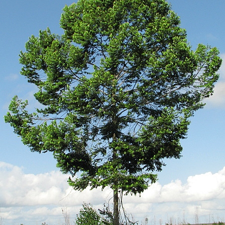 Xylopia frutescens unspecified picture