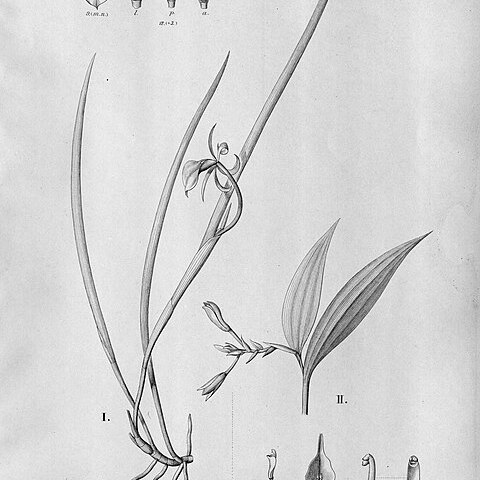 Palmorchis sobralioides unspecified picture