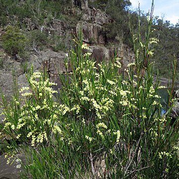 Acacia mucronata unspecified picture