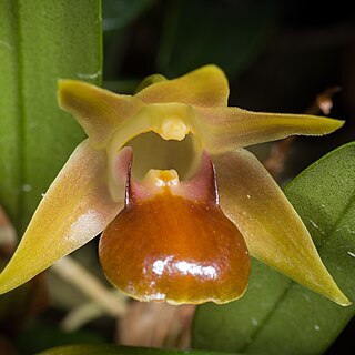 Dendrobium nakaharaei unspecified picture