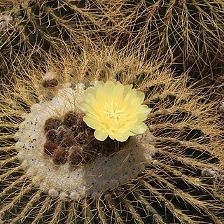 Parodia schumanniana unspecified picture