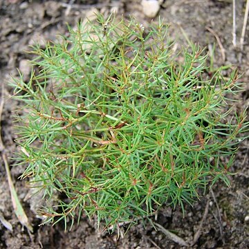 Mandevilla myriophyllum unspecified picture