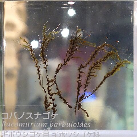 Racomitrium barbuloides unspecified picture