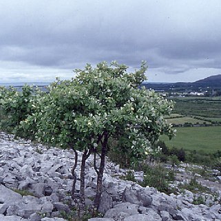 Sorbus hibernica unspecified picture