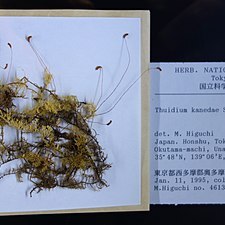 Thuidium kanedae unspecified picture