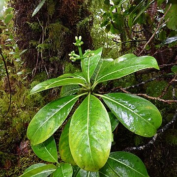 Psychotria mauiensis unspecified picture