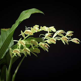 Coelogyne chloroptera unspecified picture