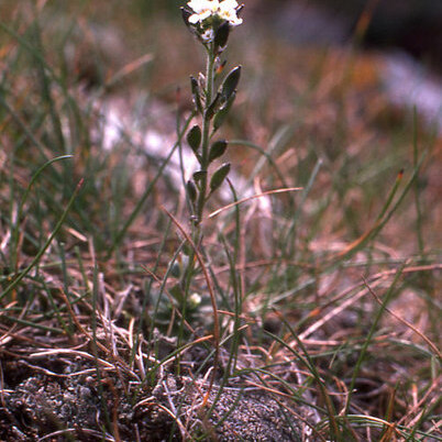 Draba incana unspecified picture