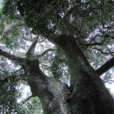 Olea capensis subsp. macrocarpa unspecified picture