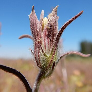 Cordylanthus capitatus unspecified picture