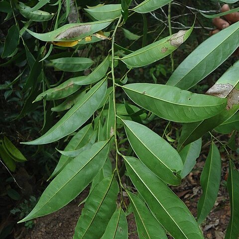 Guatteria unspecified picture