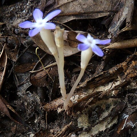 Voyria obconica unspecified picture