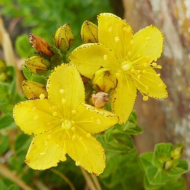 Hypericum aethiopicum unspecified picture