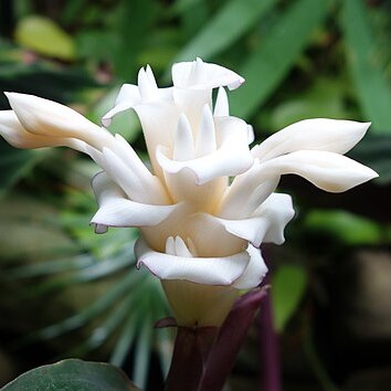 Calathea warscewiczii unspecified picture