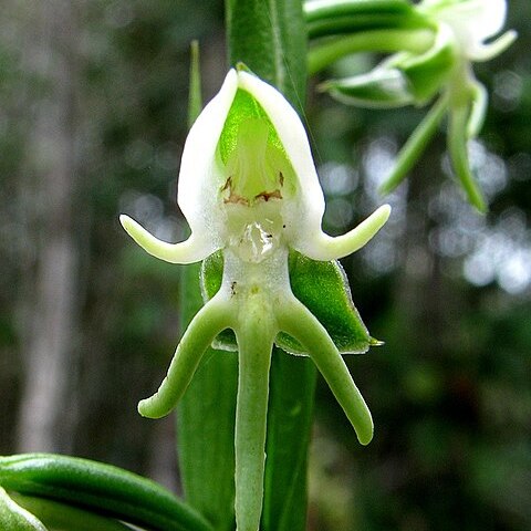 Habenaria longipedicellata unspecified picture