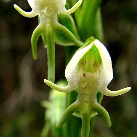 Habenaria rodeiensis unspecified picture