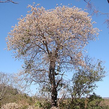 Cordia glabrata unspecified picture