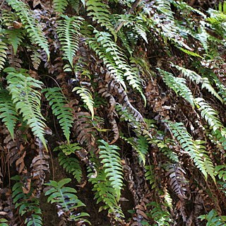 Blechnum vulcanicum unspecified picture