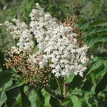 Sambucus adnata unspecified picture