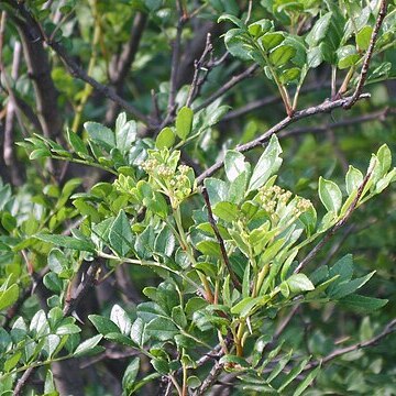 Zanthoxylum schinifolium unspecified picture