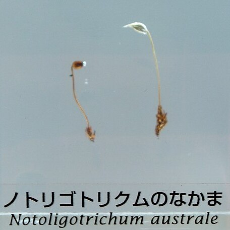 Notoligotrichum unspecified picture