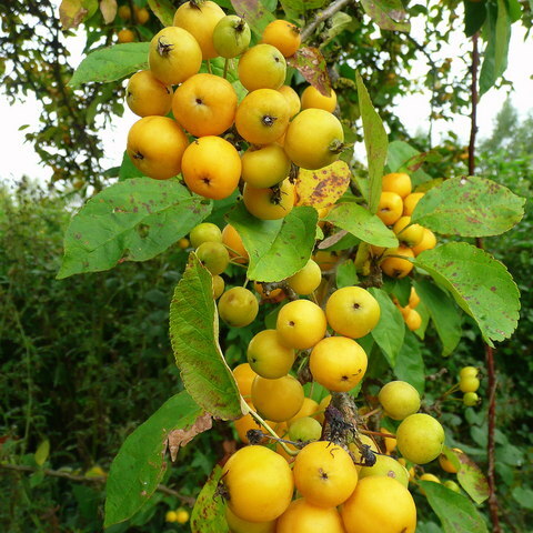 Malus honanensis unspecified picture