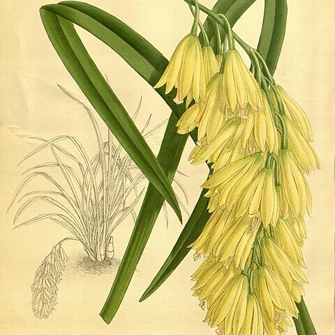 Cymbidium elegans unspecified picture