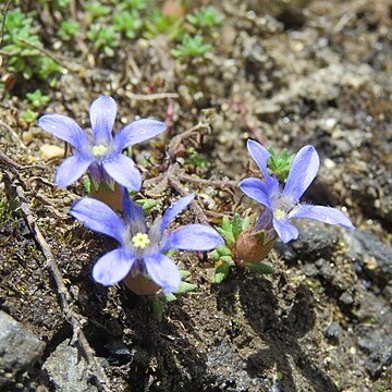 Cyananthus incanus unspecified picture