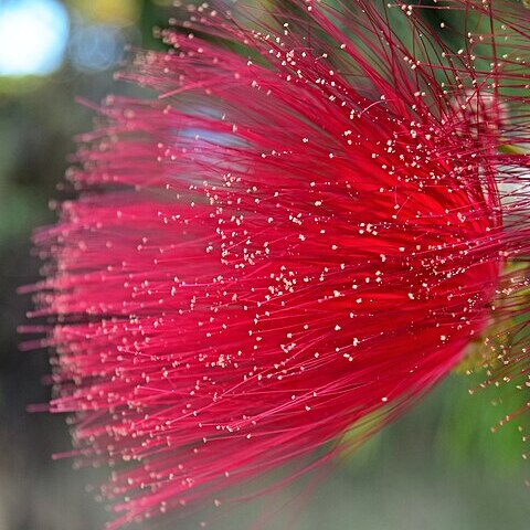 Calliandra purdiaei unspecified picture