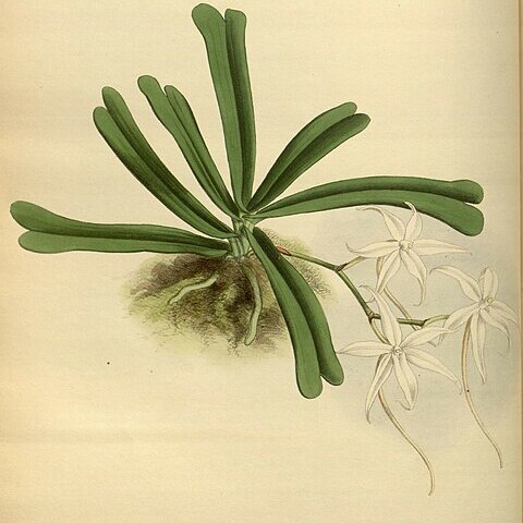 Aerangis kirkii unspecified picture