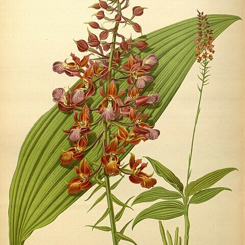 Calanthe biloba unspecified picture