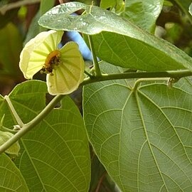 Dalechampia affinis unspecified picture