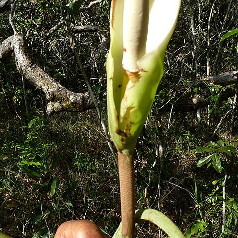 Philodendron pedatum unspecified picture