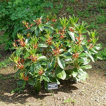 Rhododendron hookeri unspecified picture